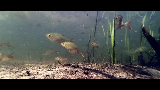 Подводная жизнь. Часть 1. Underwater life. Part 1. смотреть онлайн