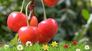 Черешня средний Фатеж ? Обзор: посадка и уход. саженцы, крупномеры черешни: описание и особенности