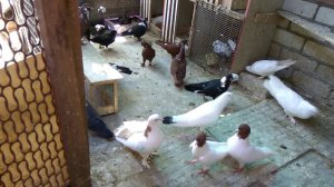 Голуби бойные