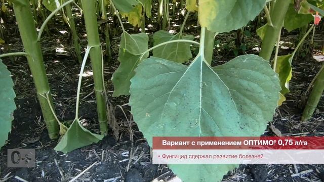 Полевой вестник BASF - Выпуск 47 от 12.08.2021. Обработка подсолнечника смотреть онлайн