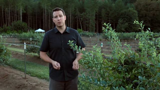 Голубика - сорт Ochlockonee. смотреть онлайн