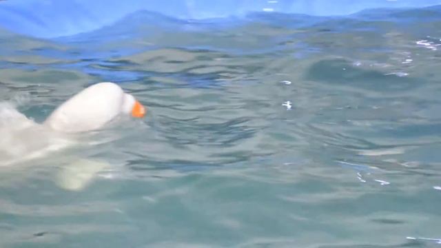 Дед Мороз на дельфинах смотреть онлайн