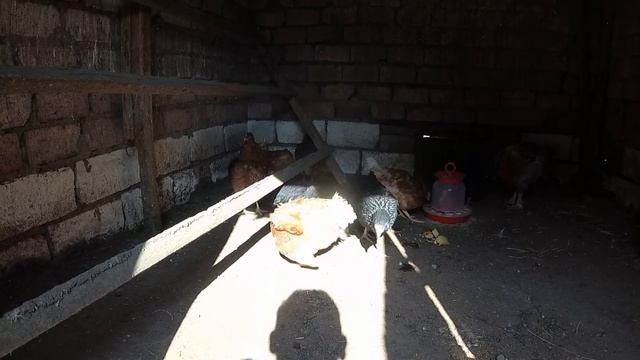 ?Куры несушки породы родонит и доминант?Переезд на юг сентябрь 2020 смотреть онлайн