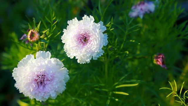 Цветы осенью. Космея махровая | Футажи красивая природа [FullHD] смотреть онлайн