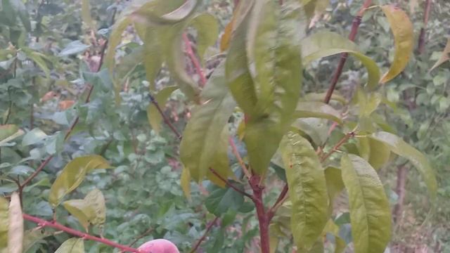 Супер устойчивый к курчавости сорт персика Орегон (peach Oregon). Сигнальное плодоношение