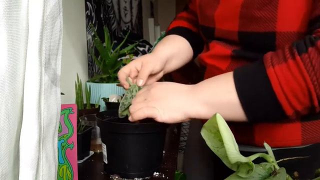 Unboxing/repotting plants from House Plant Shop. смотреть онлайн