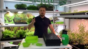 Микрозелень - Базилик. Детальный обзор по выращиванию