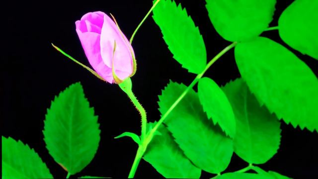 Beautiful Flowers in 4K HDR 10 plus смотреть онлайн