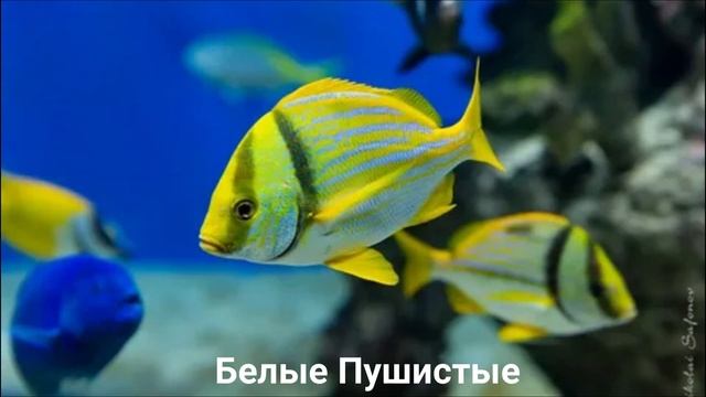 ЧЕРНОКРАПЧАТЫЙ ВОРЧУН?/Рыбы/Животные/Интересные факты смотреть онлайн