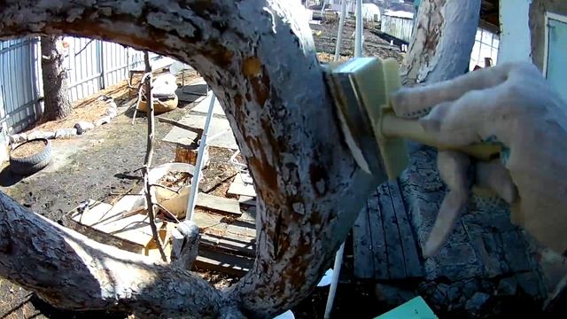 Подготовка к покраске удаление грибов на плодовых деревьях весной Покраска яблонь смотреть онлайн