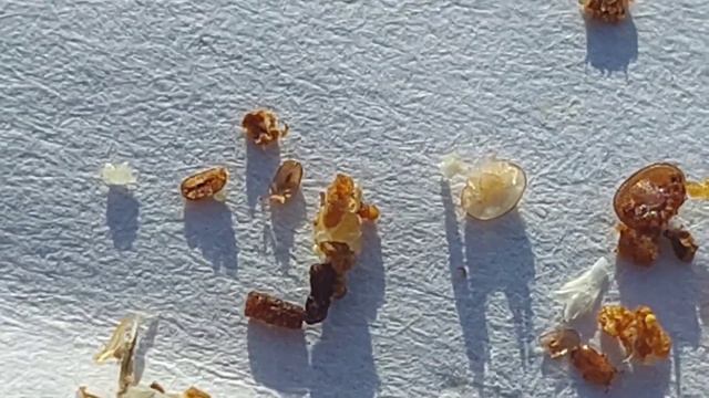 Клещ есть, его не может не быть! Обработка бипином. смотреть онлайн