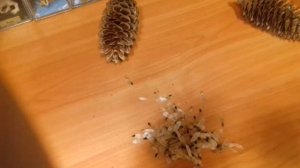 Разнообразие хвойных! Как достать семена из шишек хвойных