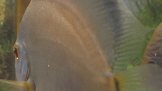 Пара дискусов возле кладки икры смотреть онлайн