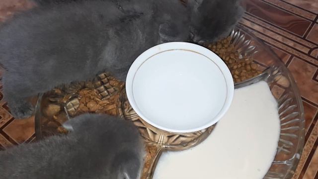 Котята сами кушают сухой корм смотреть онлайн