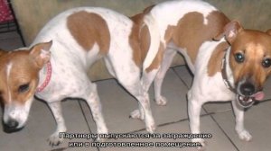 Вязка джек-рассел-терьеров первый раз: сколько длится течка