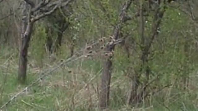 Службове собаківництво- слідова