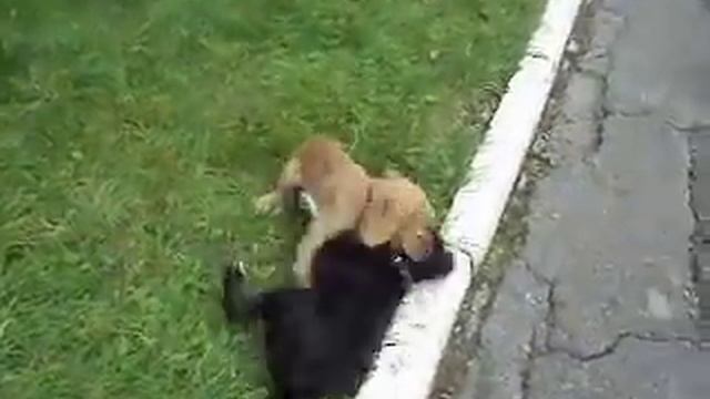 Русский спаниель vs Англиский кокер спаниель смотреть онлайн