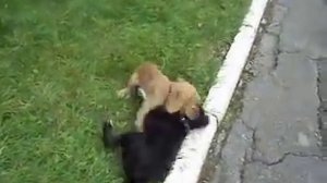 Русский спаниель vs Англиский кокер спаниель