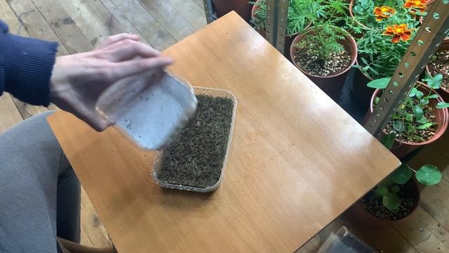 Микрозелень брокколи! Как вырастить? Как посадить брокколи рапини? смотреть онлайн