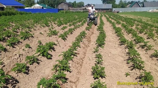 Второе окучивание картофеля мотоблоком! 2021. смотреть онлайн