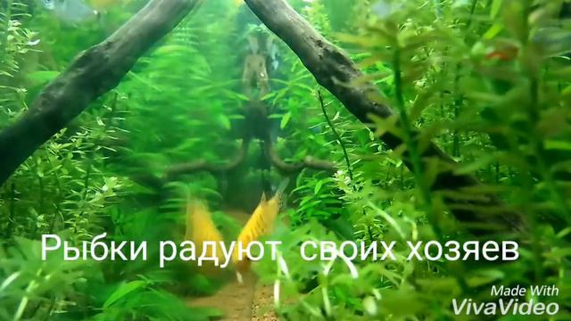 Большой Аквариум 300 л. , С текстом смотреть онлайн