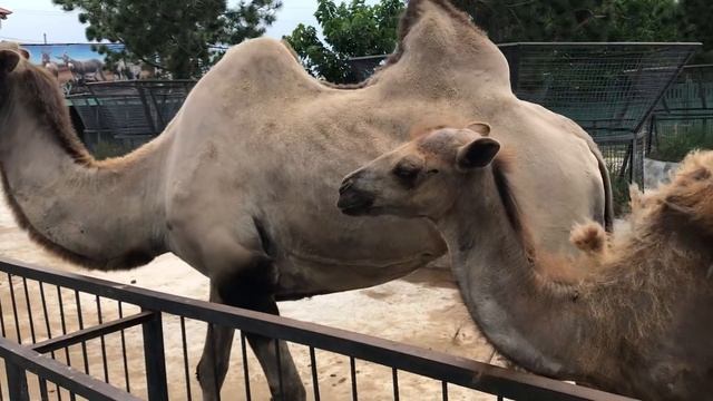 Семья верблюдов в Тайгане смотреть онлайн