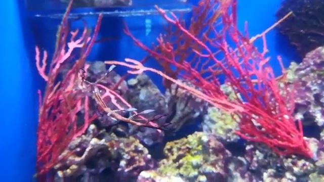 Московский океанариум. Морской конёк-тряпичник смотреть онлайн