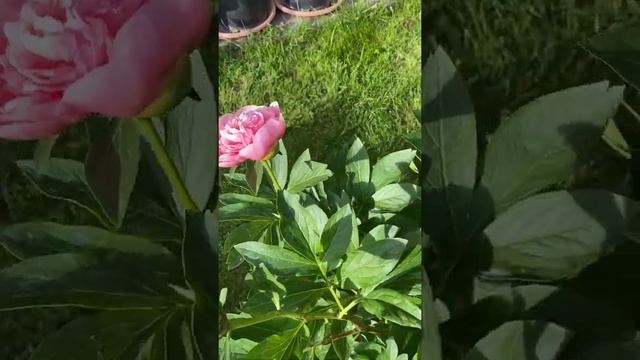 Пион Этчед Салмон (Paeonia Etched Salmon). смотреть онлайн