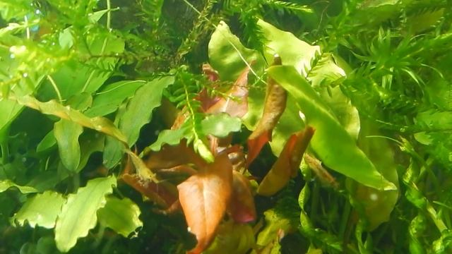 Aqua News №43. ВСЯ ПРАВДА о "сушке" из Ю-В Азии. смотреть онлайн