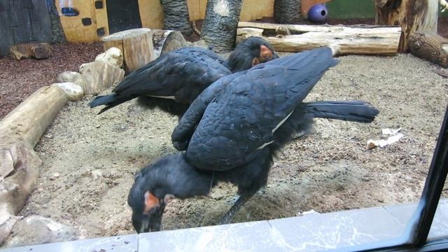 05.12.2022. Россия. Москва. Кафрский рогатый ворон. Московский Зоопарк смотреть онлайн