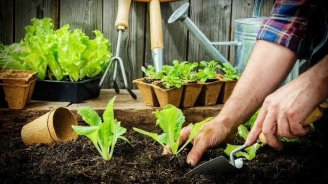 ВЫСАДКА РАССАДЫ В ГРУНТ - О ЧЕМ ДОЛЖЕН ЗНАТЬ КАЖДЫЙ ДЕТАЛЬНА ІНФОРМАЦІЯ В ОПИСАХ