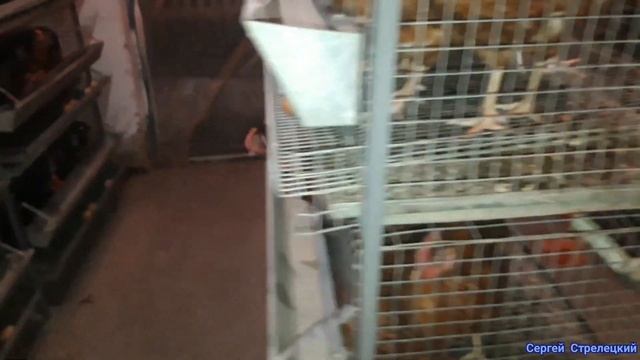 ??Покупать или делать самому! Клетки для несушек! Конструкция клеток! смотреть онлайн