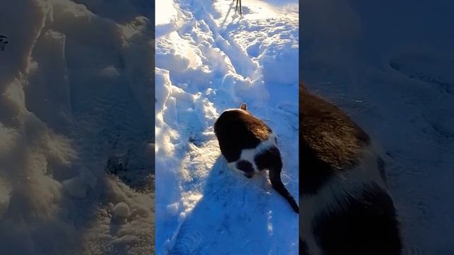 Кот Мурзик после кастрации стал шариком смотреть онлайн