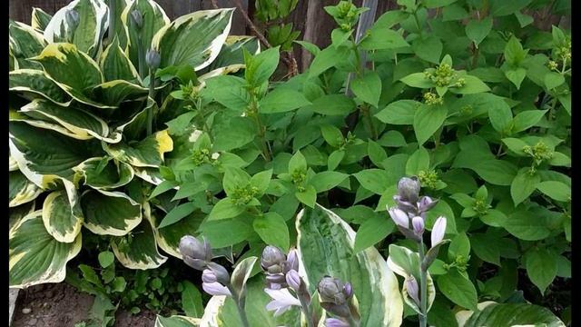 Игорь Северянин Она разлюбит #стихиоженщине #философскаялирика #поэтыCеребряноговека смотреть онлайн