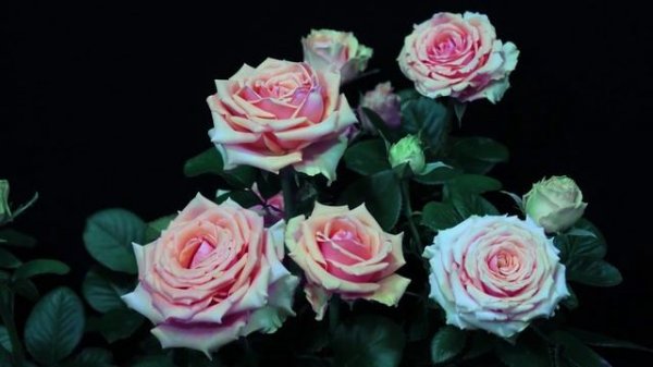 Как распускается роза Геральдина - Geraldine (Interplant Нидерланды)