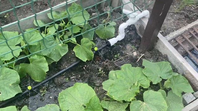 ПРОСТОЙ КАПЕЛЬНЫЙ ПОЛИВ ДЛЯ САДА И ОГОРОДА СВОИМИ РУКАМИ ЗА 1 ДЕНЬ И 2000 РУБЛЕЙ. НИЧЕГО СЛОЖНОГО! смотреть онлайн