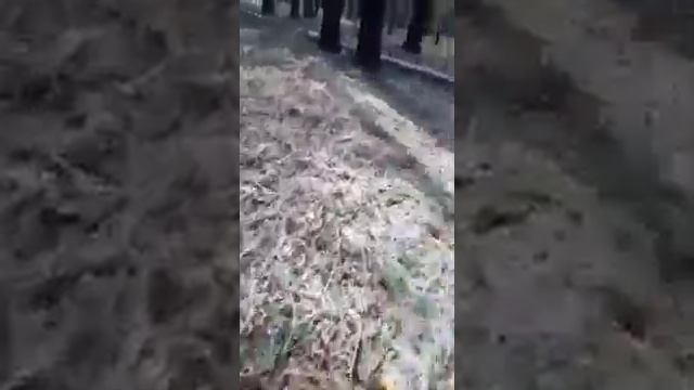 как выглядят яйца от капалухи(часть первая) смотреть онлайн