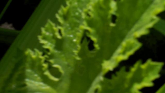 Обзор огорода после грозы смотреть онлайн