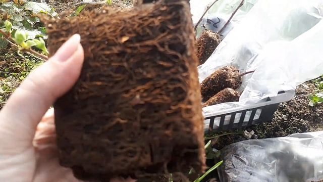 Обзор СЗ Польский питомник Кусибаб жимолость BlueBanana, IndigoGem, Sinij Utes, Ирга Martin, Smokey смотреть онлайн