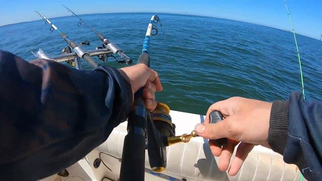 MASSIVE Hard Fighting Banjo's While Snapper Fishing In PPB! #snapper #ppb #australia смотреть онлайн