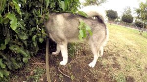 МАЛАМУТ МАЙК ПРОБИЛ ЛАПУ НАСКВОЗЬ ГВОЗДЁМ / травма у собаки