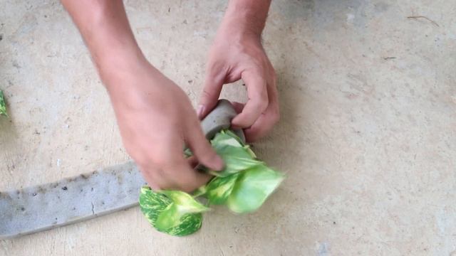How to grow Pothos (Epipremnum Aureum) in the water for fresh air смотреть онлайн