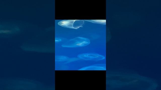 Медузы смотреть онлайн