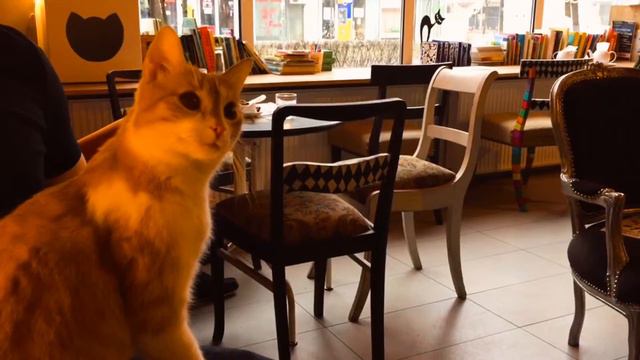 Miau cafe в Варшаве смотреть онлайн