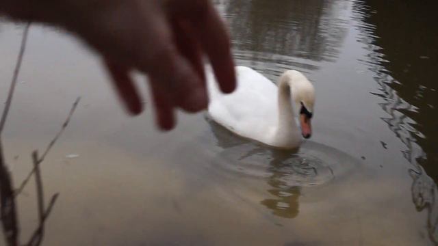 Лебедь на реке Кокшага. 2017г смотреть онлайн
