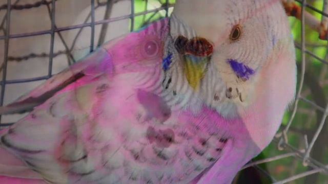 Extremely Rare Colored Budgies/Parakeets(Волнистых попугаев) смотреть онлайн