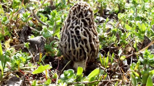 ÍZLETES KUCSMAGOMBA - MORCHELLA ESCULENTA смотреть онлайн