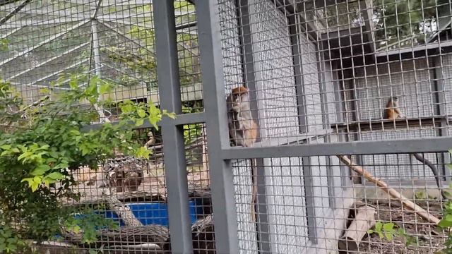 Ростовский Зоопарк Осень 2021 смотреть онлайн