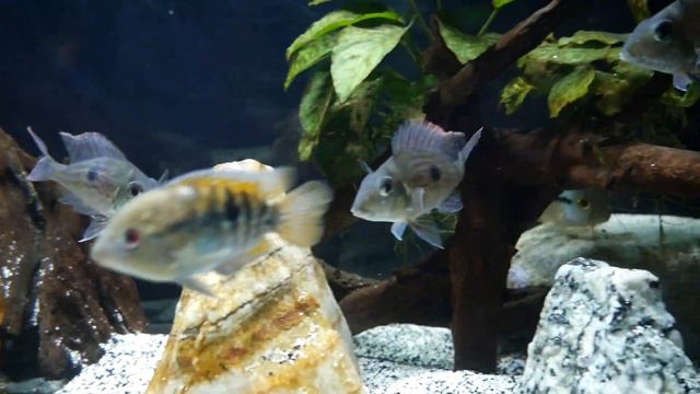 Nicaraguan Cichlid | Care Guide & Species Profile (Macaw Cichlid) смотреть онлайн