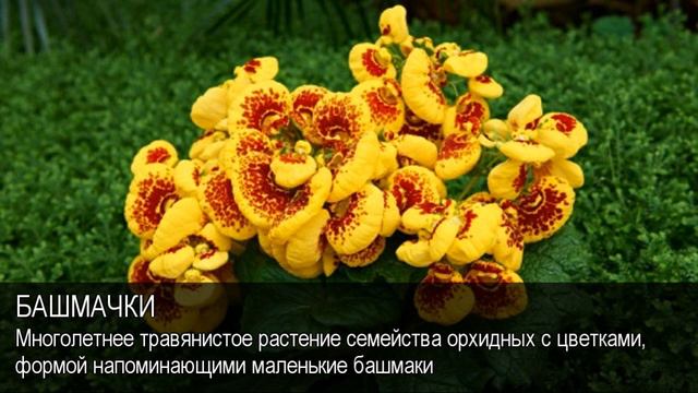 Башмачки. Толковый Видеословарь русского языка смотреть онлайн